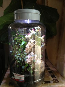 Terrarium im Glas